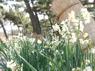 🏞️ 조가시마 공원 (城ケ島公園) 이미지 8